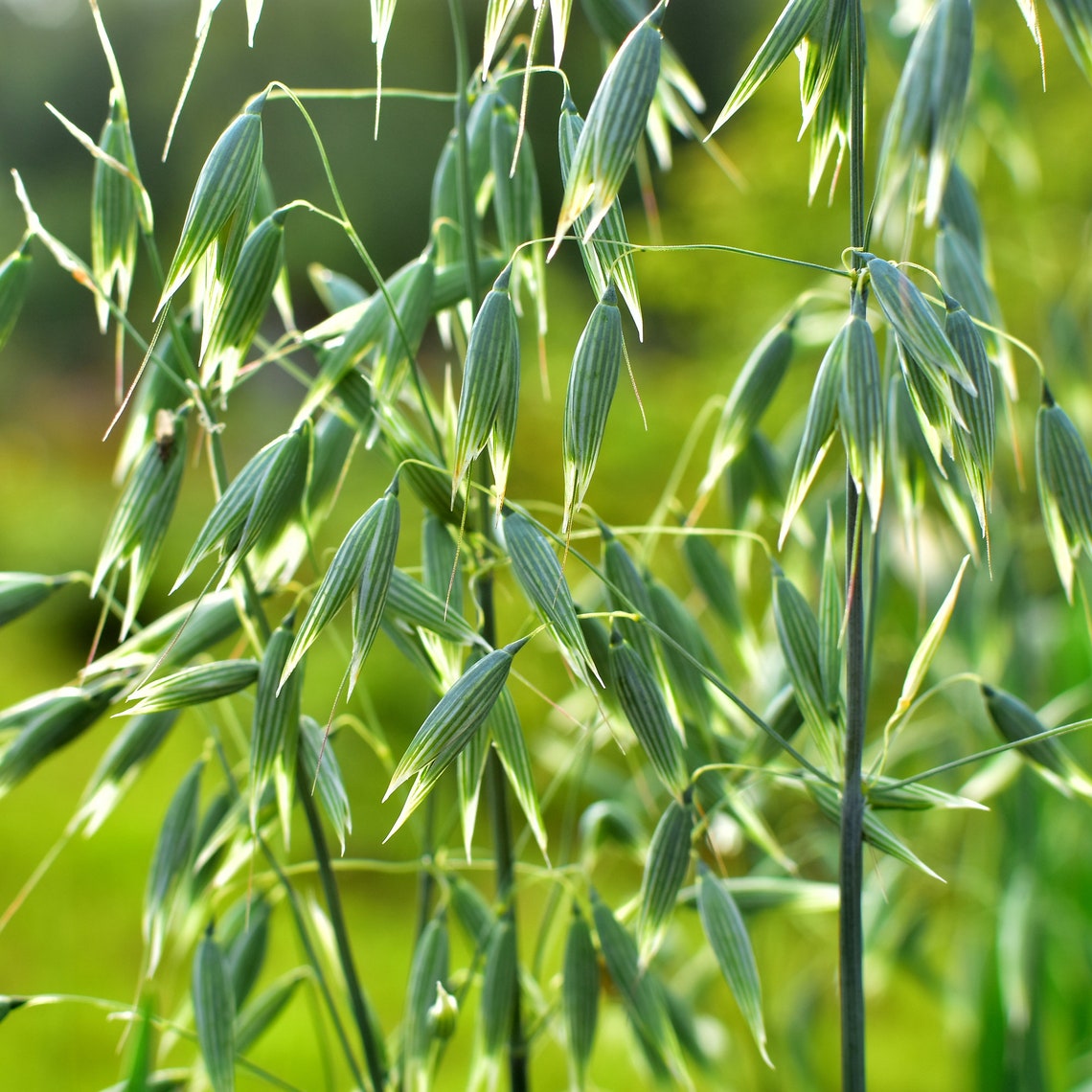 Oats Straw Example Organic Oat Straw - Etsy Canada