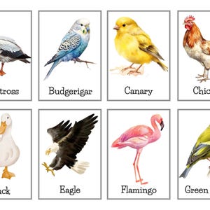 Flashcards impressos sobre espécies de pássaros, 40 flashcards com ilustrações em aquarela de uma variedade de pássaros, flashcards sobre pássaros para crianças