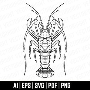 May include: A black and white line drawing of a spiny lobster with its claws extended. The lobster is facing the viewer and its tail is curled underneath its body.