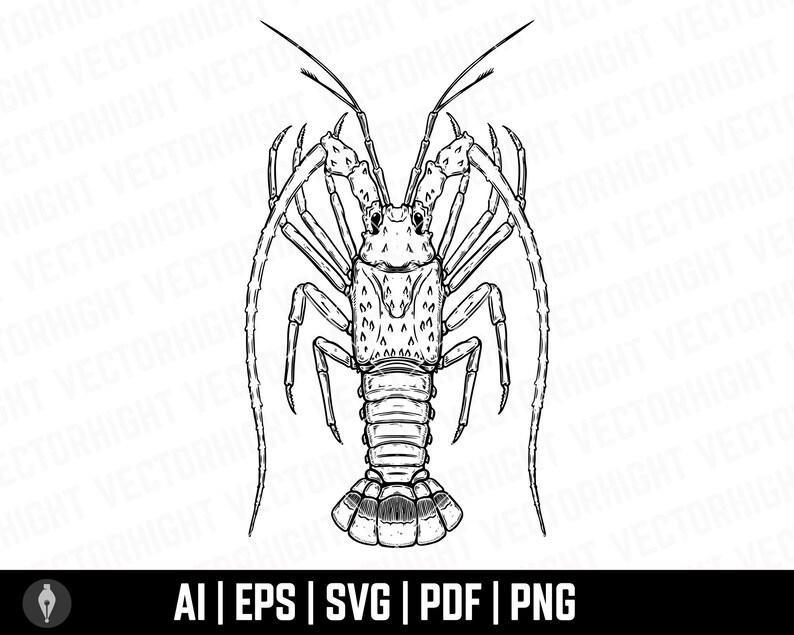 May include: A black and white line drawing of a spiny lobster with its claws extended. The lobster is facing the viewer and its tail is curled underneath its body.