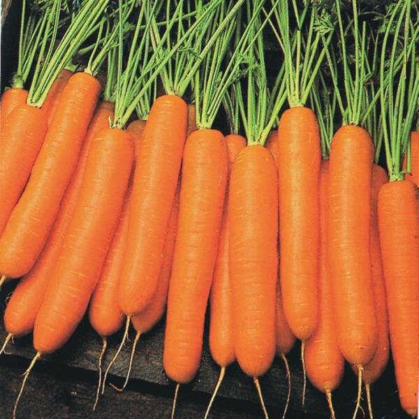 Carrot Juice Powder 4oz to 2lb 100 Pure Natural Chemical Etsy