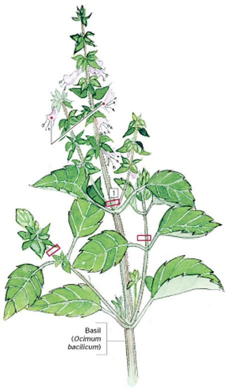 Basil Leaf Powder 100 Pure Natural Chemical Free 4oz Etsy