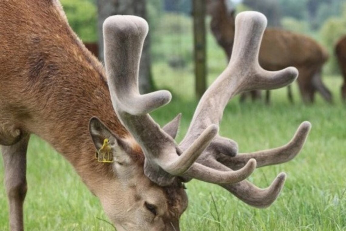 нос оленя. рога оленя. как называются рога оленя. панты алтайского марала. алтайский олень марал.