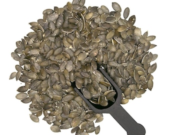 May include: A large pile of hulled pumpkin seeds with a black scoop. The seeds are a light brown color and are scattered on a white background.