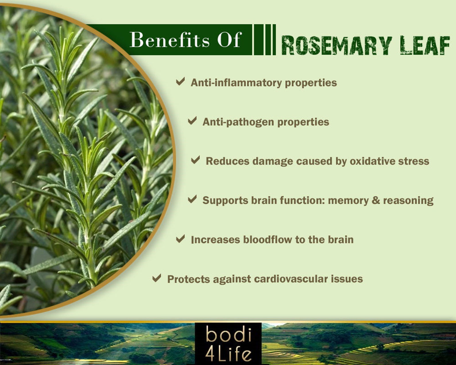 Rosemary Leaf Powder 100 Pure Natural Chemical Free 4oz Etsy