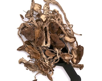 May include: Dried mushrooms in a variety of shapes and sizes, some with a light brown color and others with a darker brown color. The mushrooms are piled on top of a black scoop.