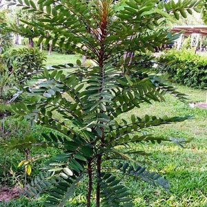Op de afbeelding: Een jonge boom met groene bladeren en een bruine stam. De boom groeit in een grasrijk gebied.