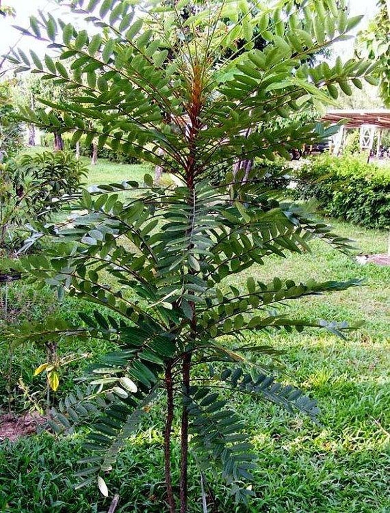 Op de afbeelding: Een jonge boom met groene bladeren en een bruine stam. De boom groeit in een grasrijk gebied.