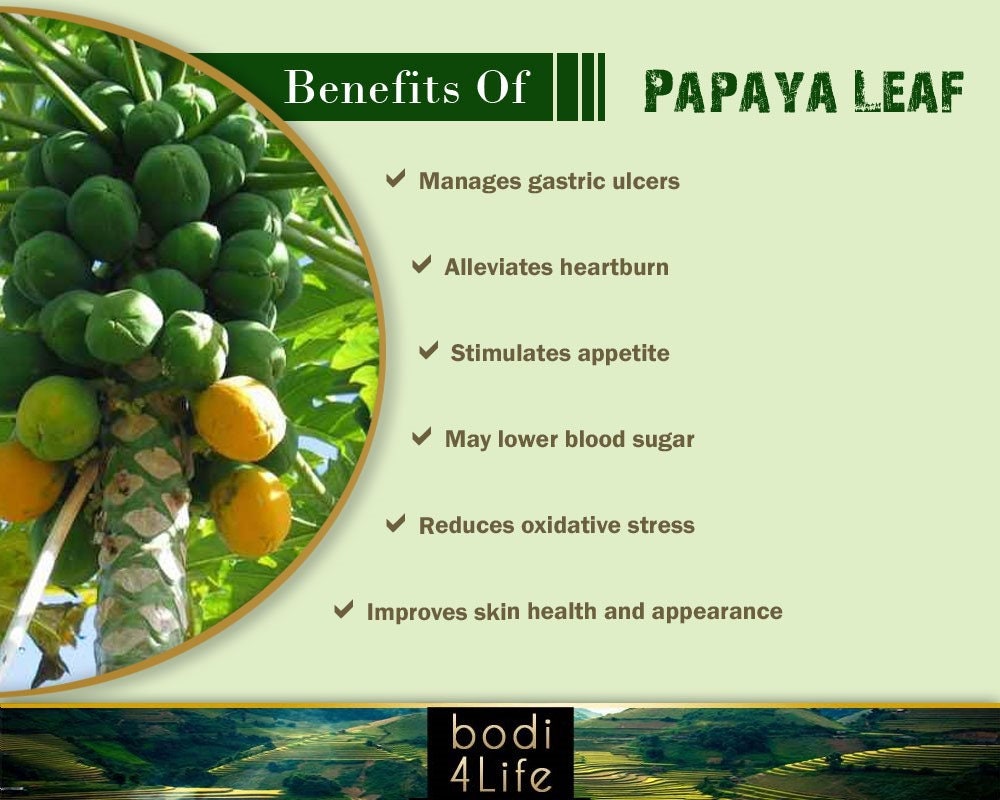 Papaya Leaf Cut Dried 100 Pure Natural Chemical Free 4oz Etsy