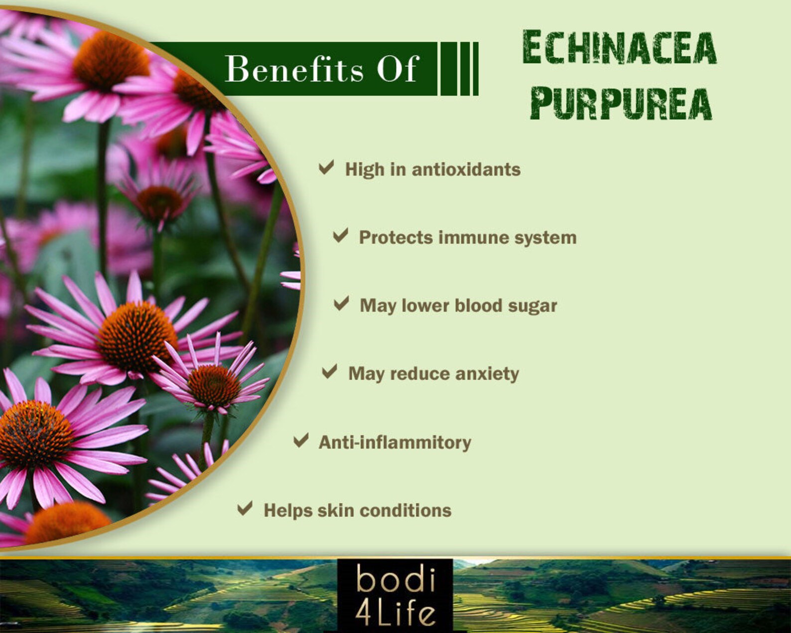 Echinacea Purpurea Powder 41 Extract 100 Pure Natural Etsy