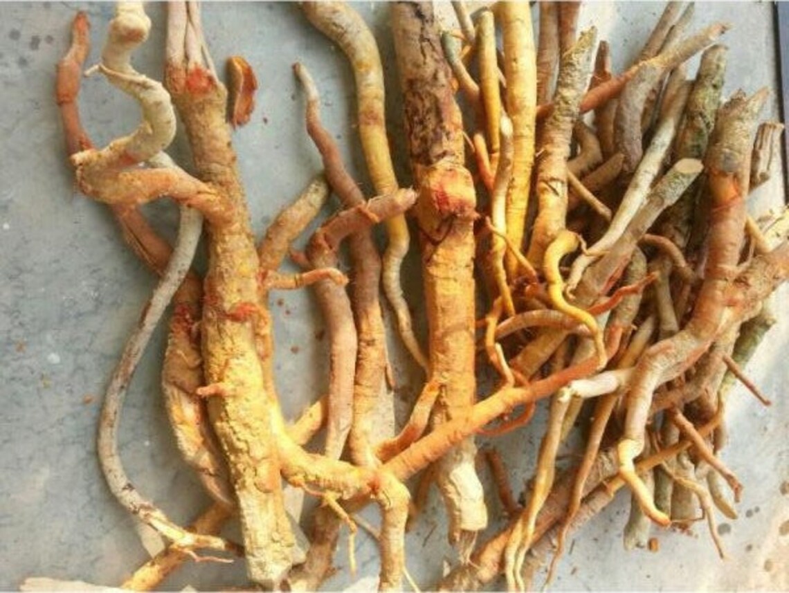 Tongkat Ali Root Powder 101 Extract 2oz to 2lb Pure Etsy