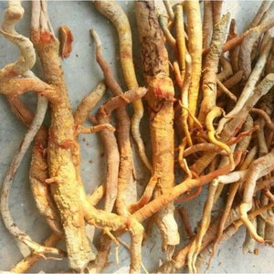 Op de afbeelding: Een stapel gedroogde, lichtbruine en roodbruine wortels. De wortels zijn gedraaid en knobbelig, en sommige hebben een ruwe, schorsachtige textuur.
