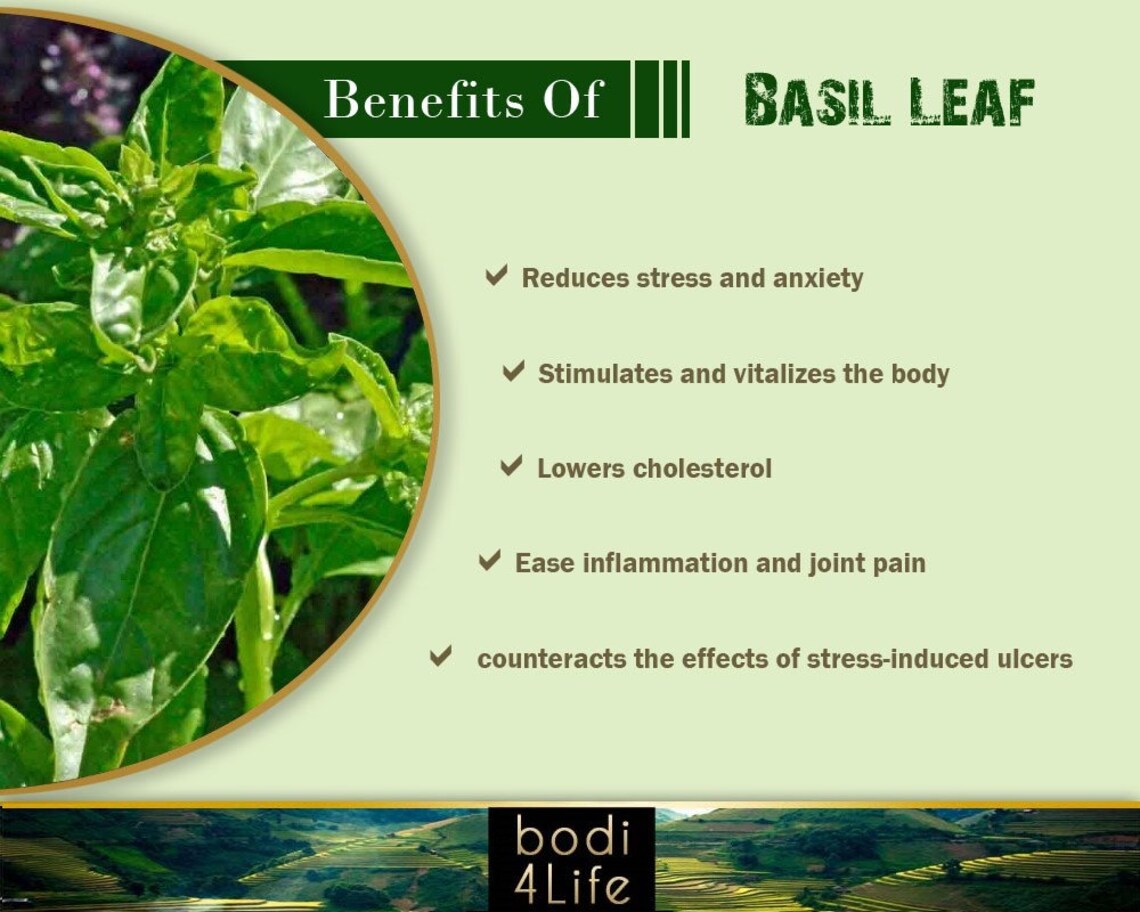 Basil Leaf Powder 100 Pure Natural Chemical Free 4oz Etsy