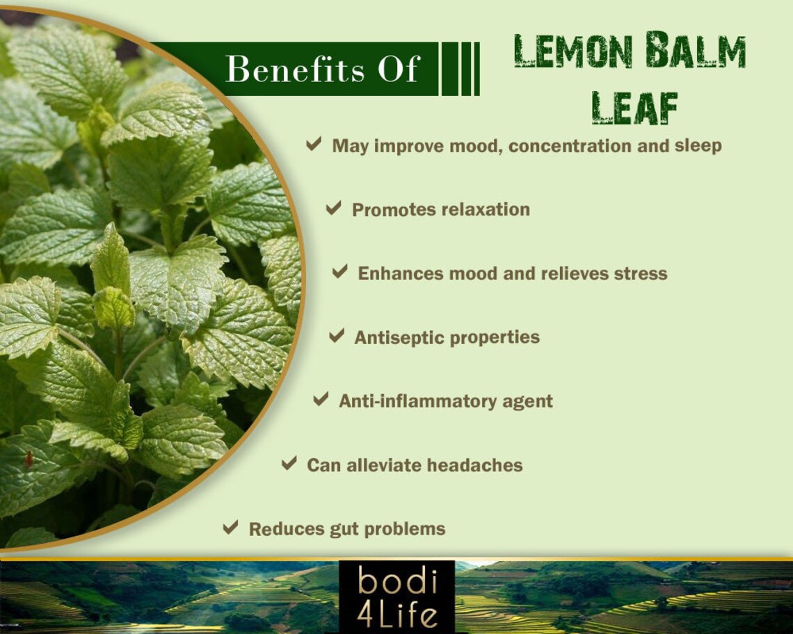 Lemon Balm Leaf Cut Dried 100 Pure Natural Chemical Free Etsy