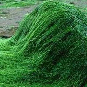 Spirulina Algae Powder 4oz to 5lb 100% Pure Natural Chemical Free image 6