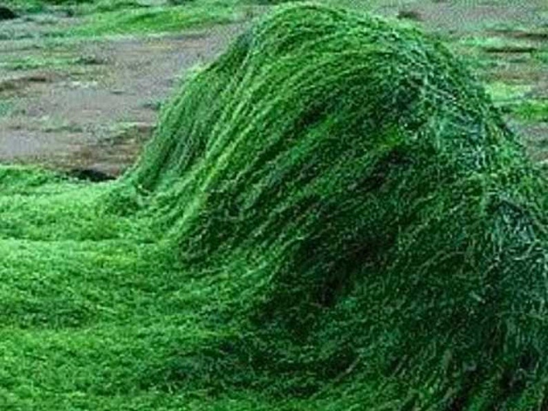 Spirulina Algae Powder 100 Pure Natural Chemical Free 4oz Etsy