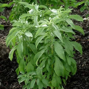 Puede incluir: Primer plano de una planta verde de hojas, con un tono verde claro. La planta est&aacute; creciendo en un jard&iacute;n con tierra marr&oacute;n oscura.