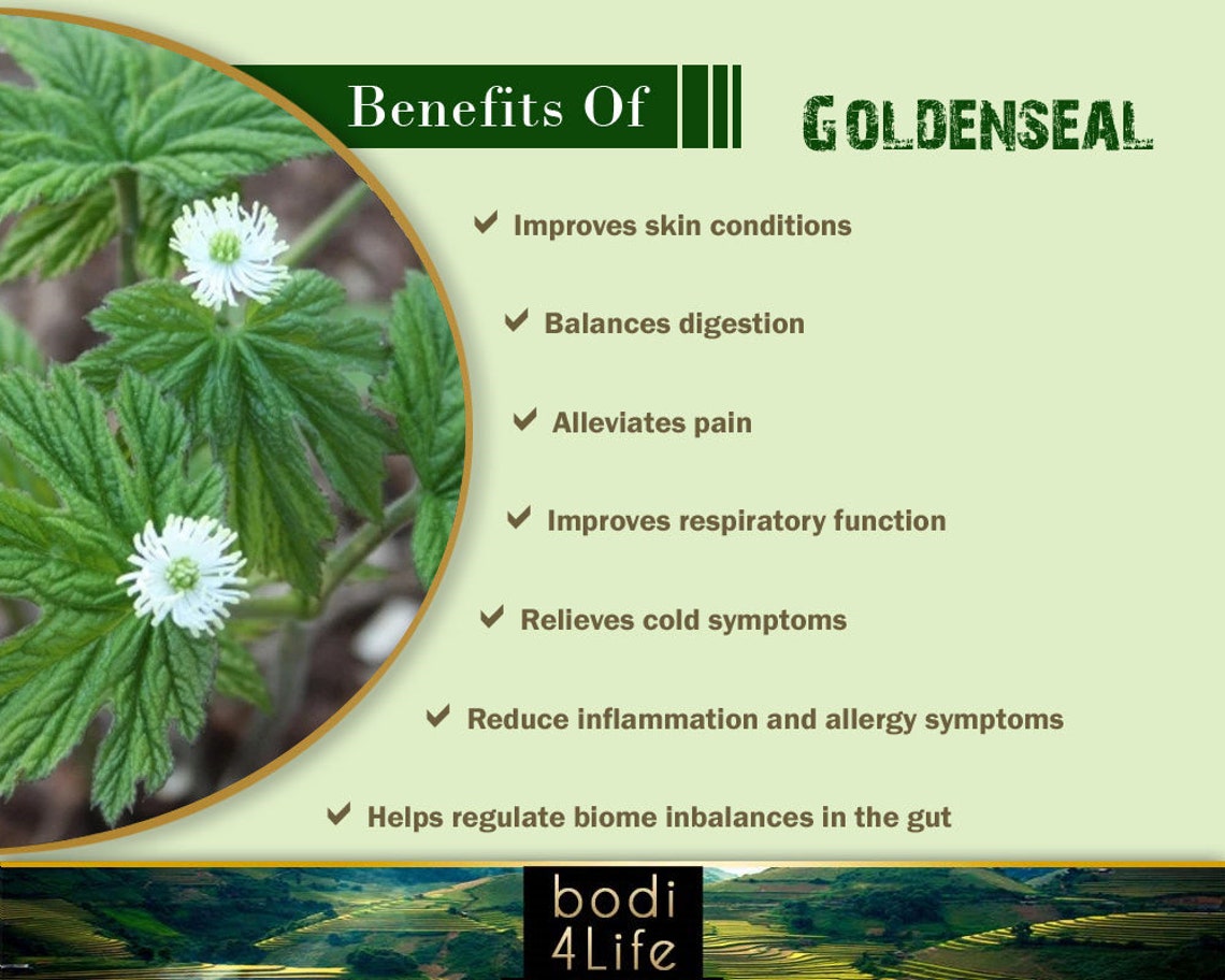 Goldenseal Tincture 12 Concentration 100 Pure Natural Etsy