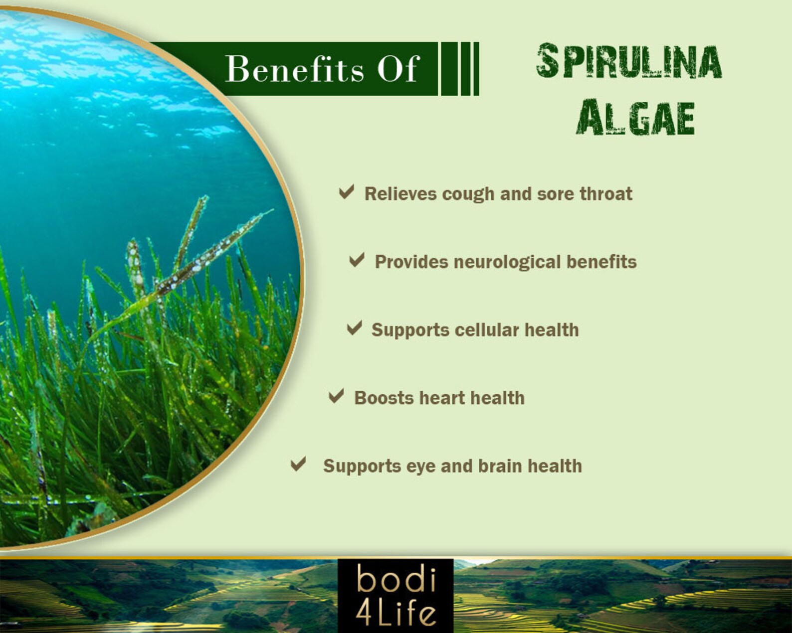 Spirulina Algae Powder 100 Pure Natural Chemical Free 4oz Etsy