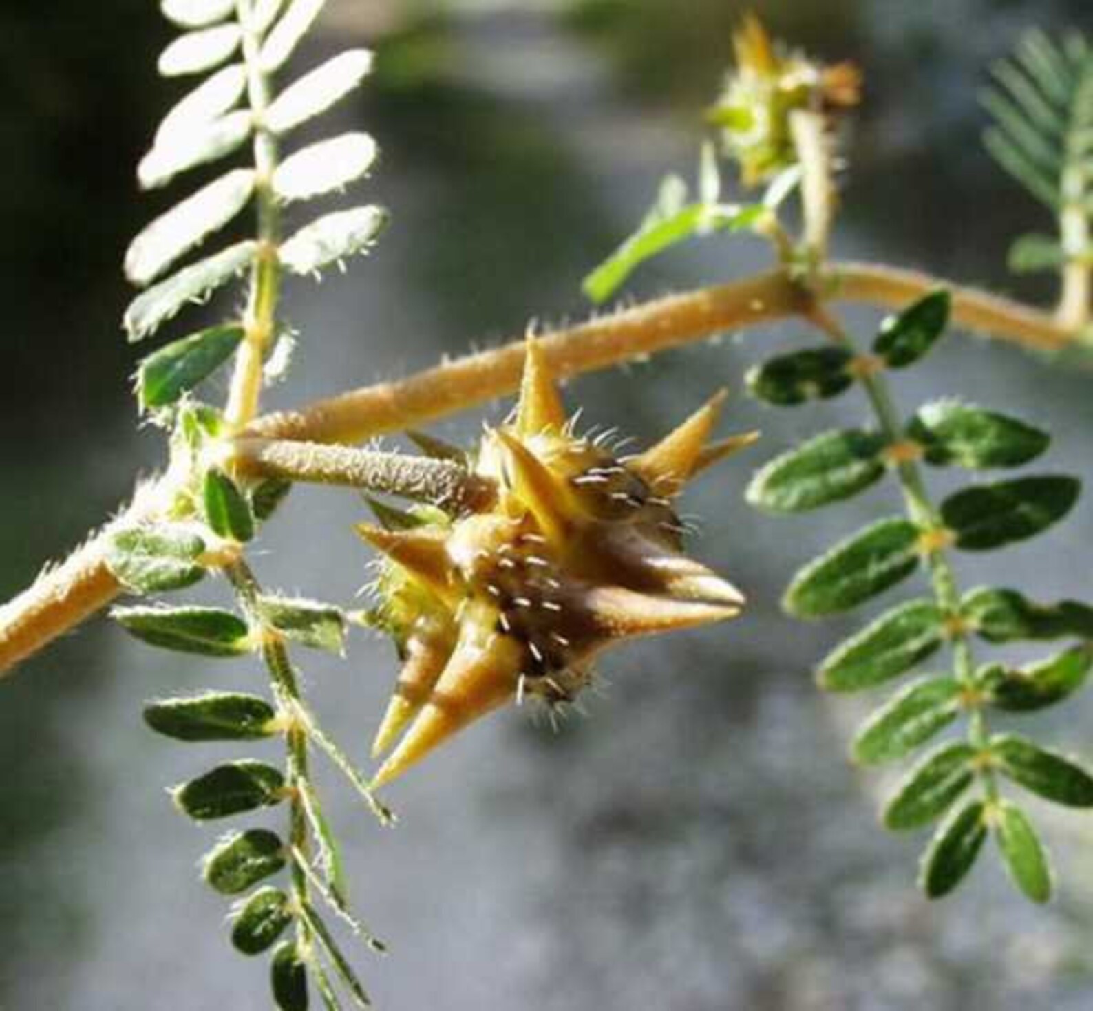 Tribulus Terrestris Fruit Powder 100 Pure Natural Chemical Etsy