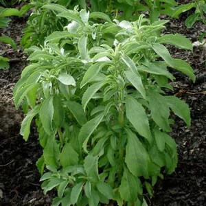 May include: A close-up of a green leafy plant with a light green hue. The plant is growing in a garden bed with dark brown soil.