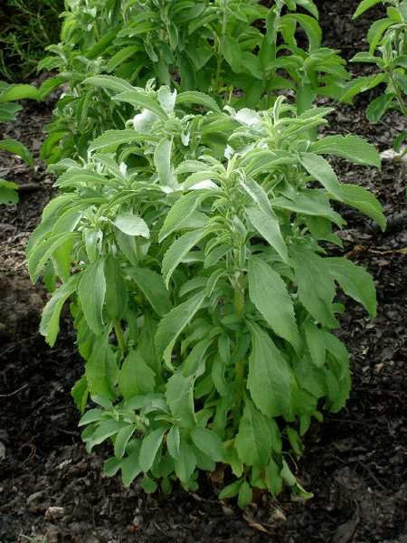 May include: A close-up of a green leafy plant with a light green hue. The plant is growing in a garden bed with dark brown soil.