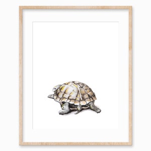 May include: Watercolor print of a tortoise in a light wood frame. The tortoise has a detailed shell with shades of brown, yellow, and white. The artwork is set against a white background, creating a clean and minimalist aesthetic.