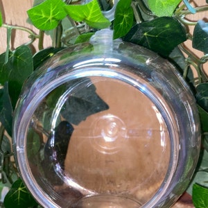 terrarium