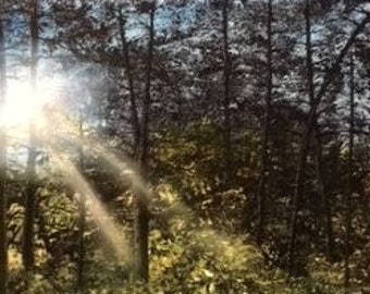 sunlit forest etsy