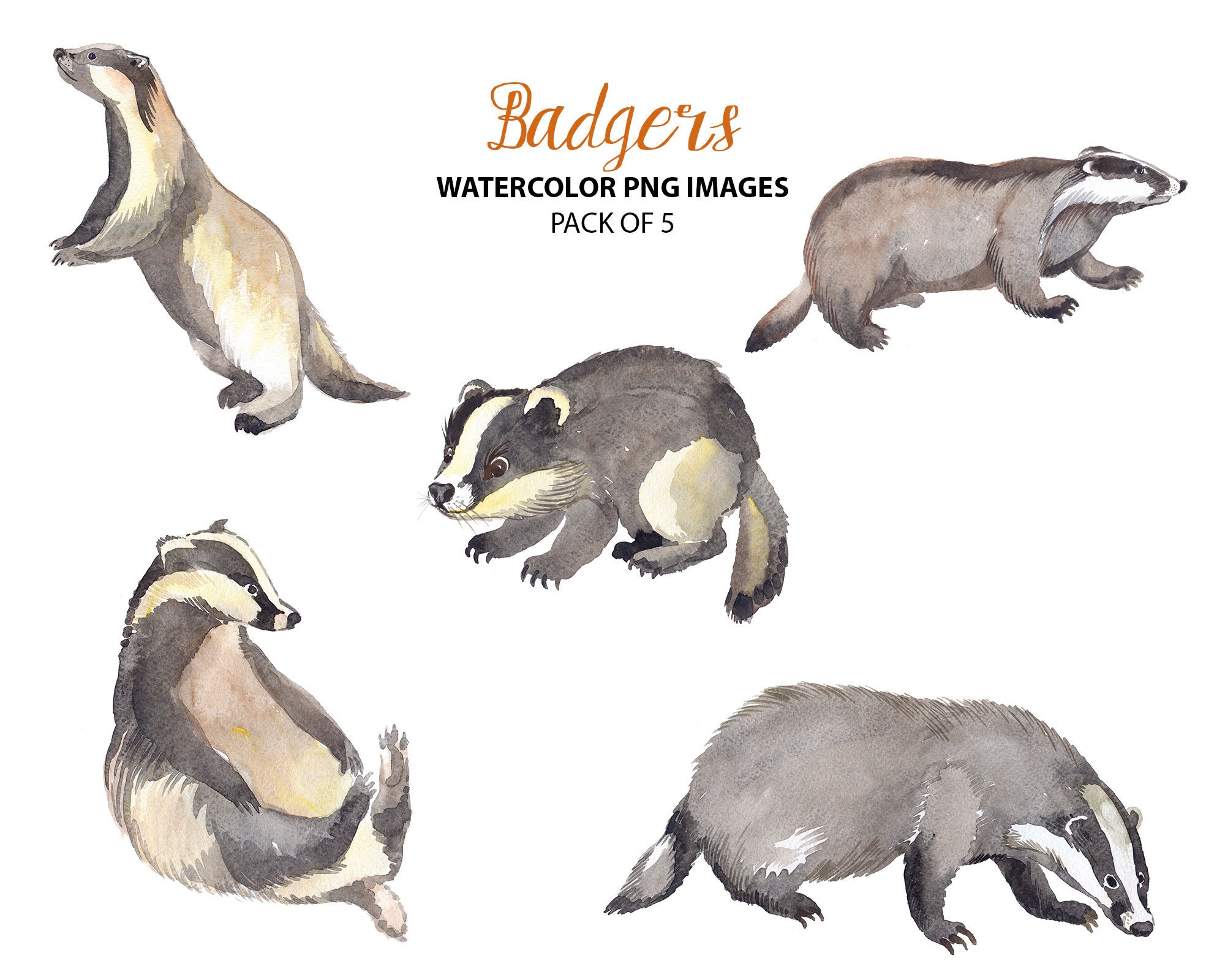 Cute Badger Clipart Watercolor Animal Clip Art Animal - Etsy
