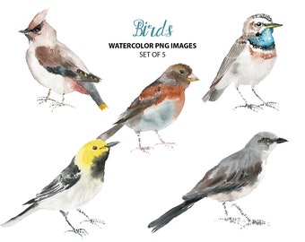 Cute bird clipart - Watercolor bird clip art - Bird watercolor illustration