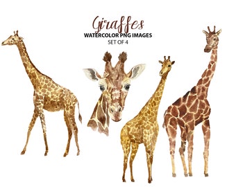 Cute watercolor giraffes clipart - Safari nursery clipart - Animal illustrations