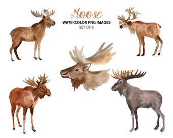 Watercolor moose clipart - Animal clip art - Wildlife graphics