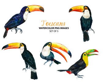 Toucan clip art - Jungle nursery clipart - Bird watercolor images