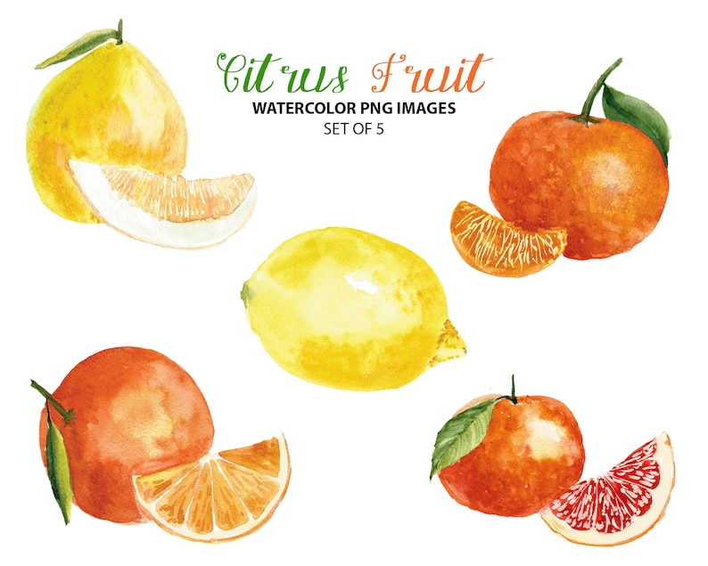 Citrus fruit clipart Watercolor food clip art Summer clipart