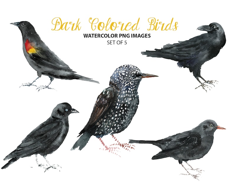 Animal clip art Watercolor bird illustration Dark colored birds clipart