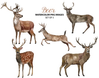 Beautiful deer clipart - Watercolor animal clip art - Cute nature watercolor illustration