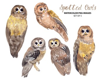 Watercolor Owl clipart - Animal clip art - Bird clipart