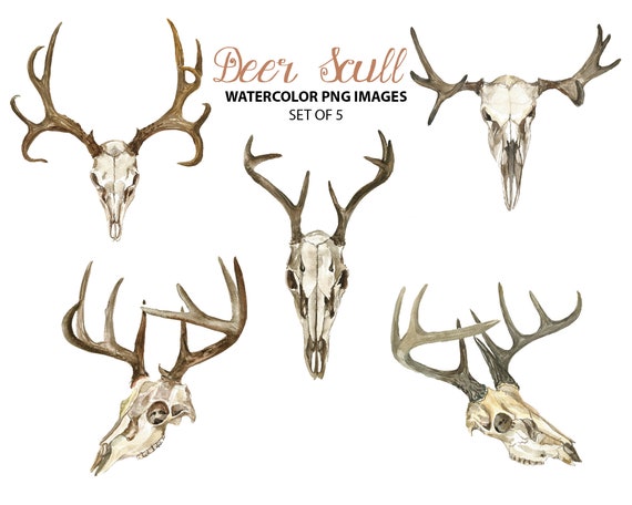 Deer Skull Clipart Watercolor Animal Clip Art Tribal Watercolor  Illustration - Etsy Canada