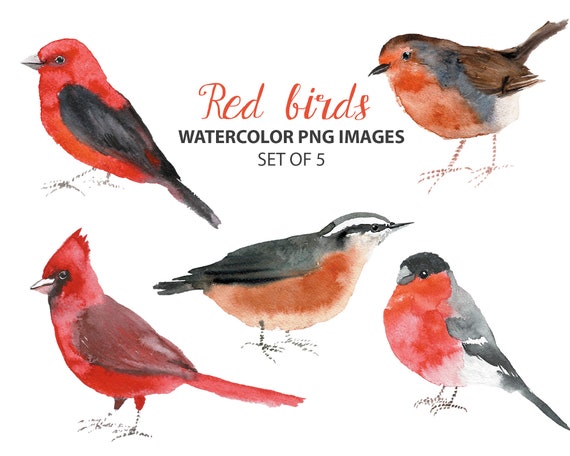 Download Red Birds Clipart Watercolor Bird Illustration Animal Clip Etsy
