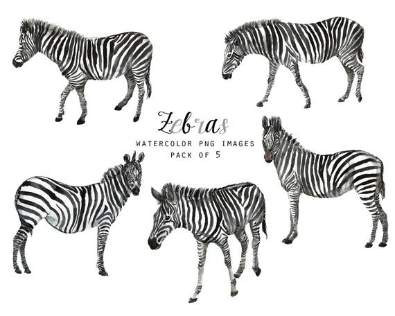 Aquarell Zebra Susse Safari Kindergarten Clipart Tier Etsy