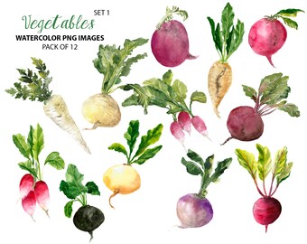 Root vegetables clip art - Watercolor food illustration - Kitchen clipart