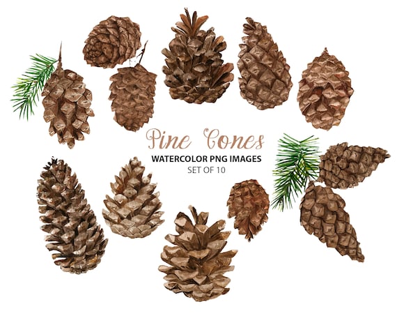 Watercolor Pine Cone Clipart Forest Illustration Woodland | Etsy UK