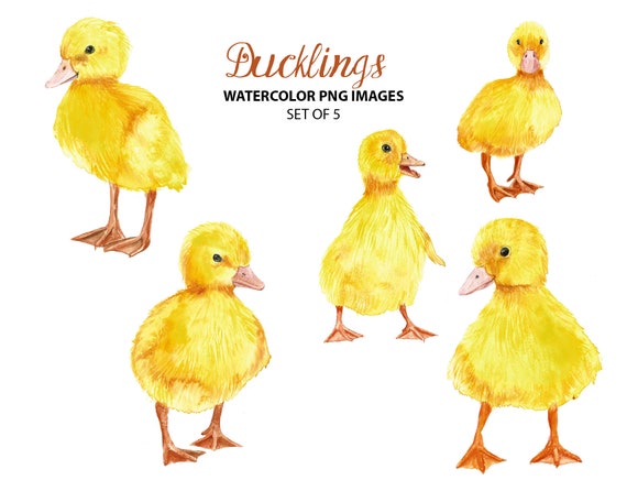 Ducklings Clipart Watercolor Bird Illustration Animal Clip Etsy Ducklings Clipart Watercolor Bird Illustration Animal Clip Etsy