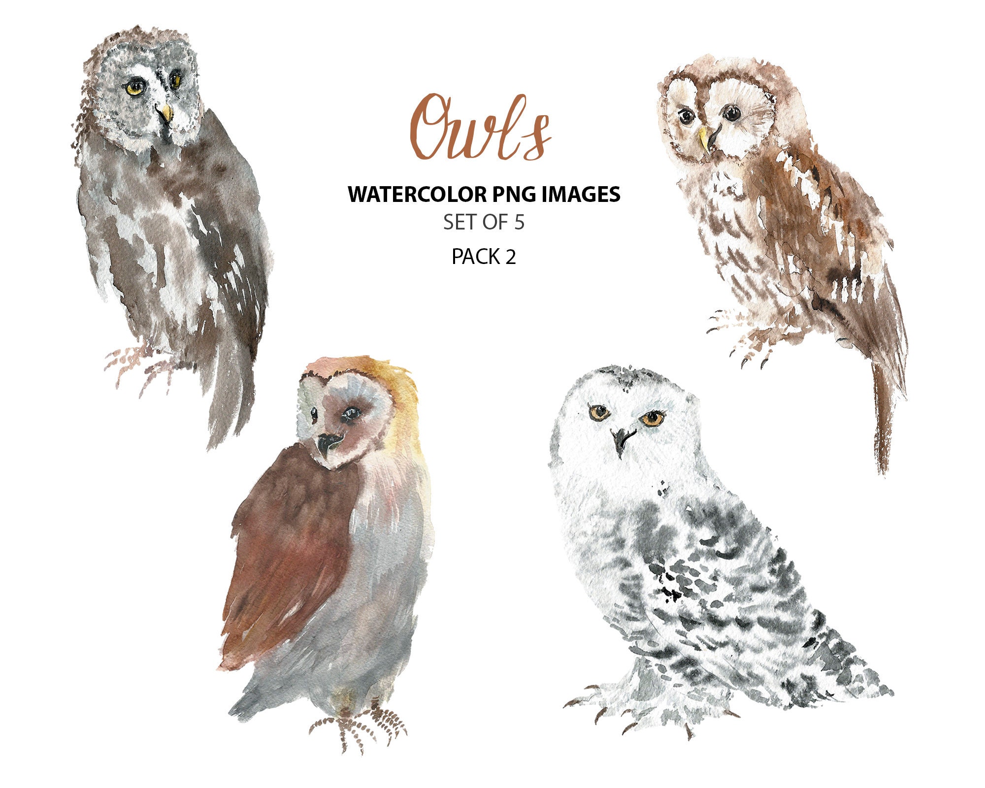 Download Watercolor Owl Clipart Animal Clip Art Bird Clipart Etsy
