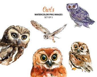 Watercolor owl clipart - Cute animal clip art - Bird clipart