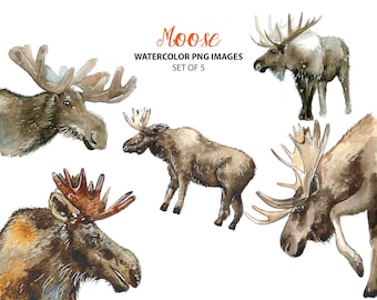 Watercolor moose clipart - Nature clipart - Cute animal illustrations