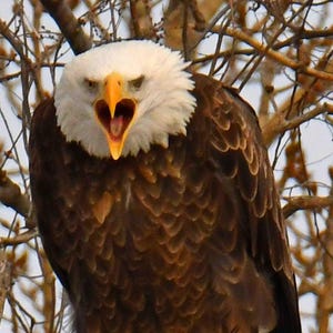 May include: A close-up of a bald eagle perched on a tree branch, with its beak wide open. The eagle has white feathers on its head and neck, brown feathers on its body, and yellow talons. The background is blurred with tree branches.