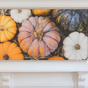 May include: A close-up of a group of pumpkins in various shades of orange, white, and blue. The pumpkins are arranged in a pile, and some are partially obscured by others. The pumpkins are all different sizes and shapes.