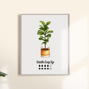 Może przedstawiać: Aquarela przedstawiająca roślinę figowca liściowego w plecionym wazonie. Ilustracja zawiera tekst "Fiddle Leaf Fig" oraz ikony przedstawiające wymagania dotyczące podlewania i nasłonecznienia.